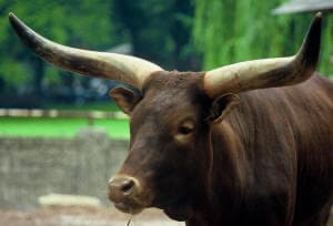 un zébu au zoo d'Anvers