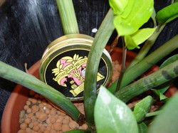 boite tabac rattray black mallory