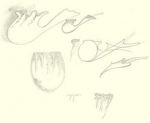 concours de dessin de Pipe