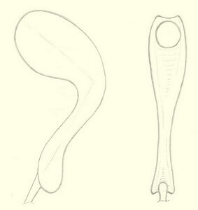 concours de dessin de Pipe