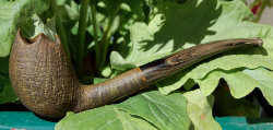 une pipe de Thomas Bazant