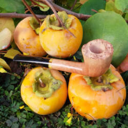 une pipe par Michele Buca