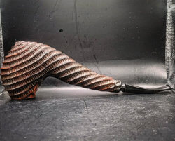 une pipe par John Mags - Worrystone Pipes