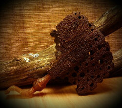 une pipe par Brian Orton