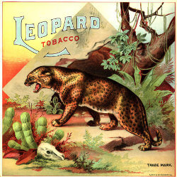 tabac leopard