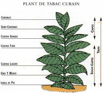 cultiver son tabac