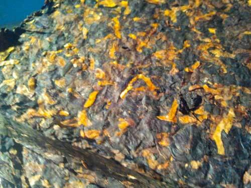 TAK Black Gold Crumble