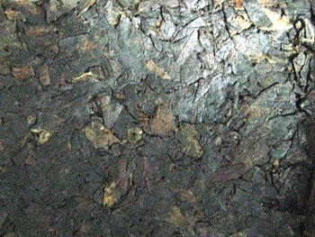 Cornell & Diehl Kajun Kake