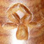 logo Abi Natur - Canaan Pipes